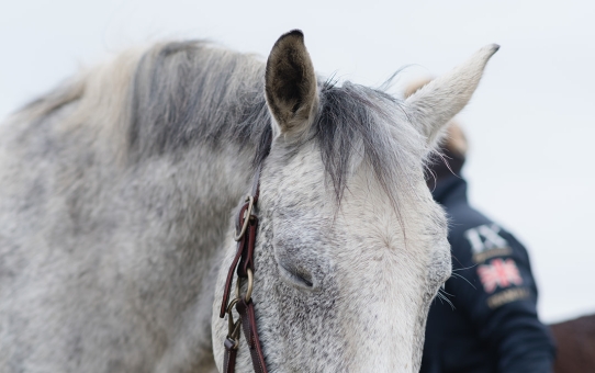 Guilt in horse women