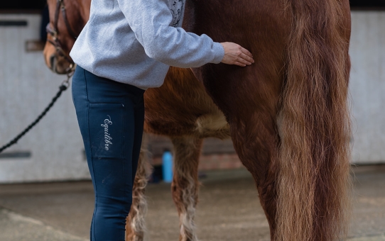 The Hidden Intelligence of Fascia: Your Horse’s Body Is Telling You Its Story